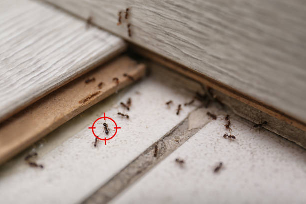 Flea Control Services in Conley, GA