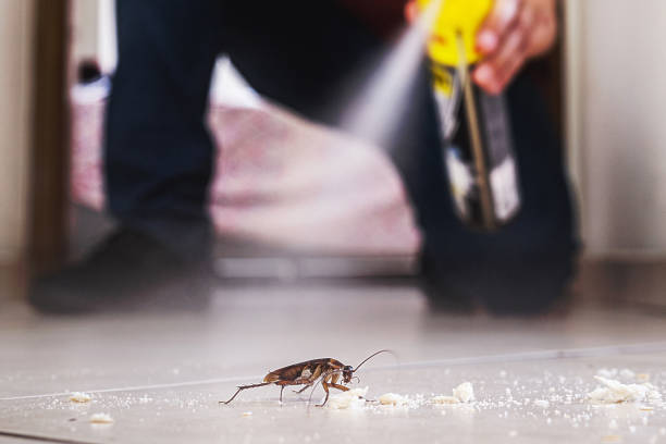 Best Spider Control Near Me  in Conley, GA